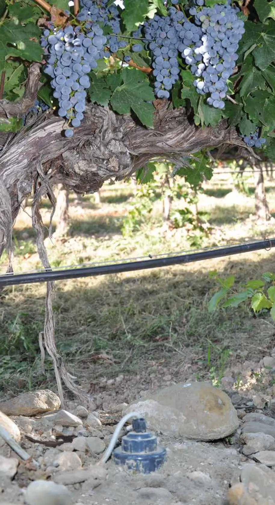 Sistema de monitoreo en viñedo con sensores de suelo