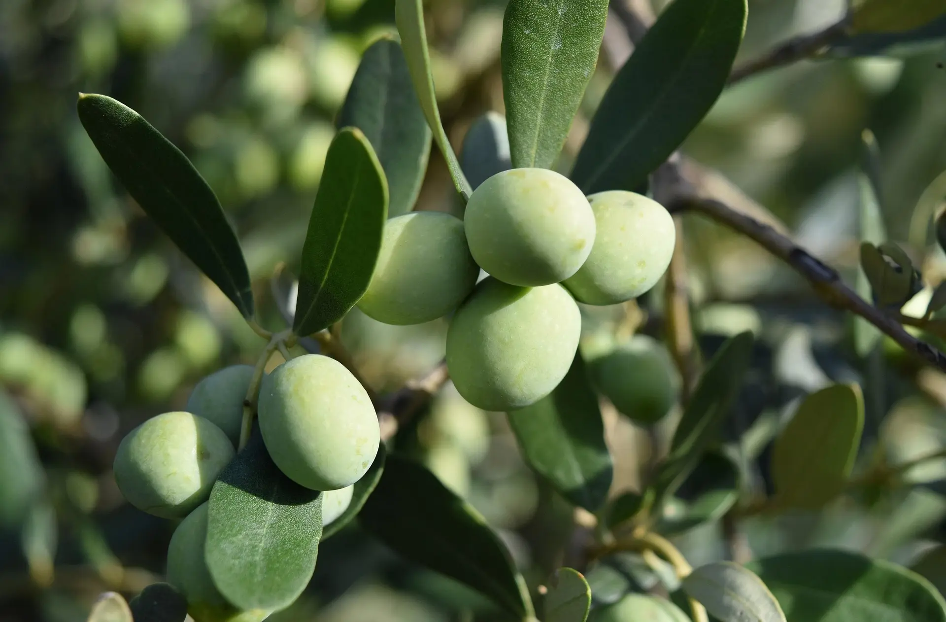 Olivo