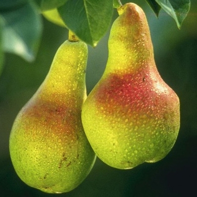 Aplicación en Pera limonera